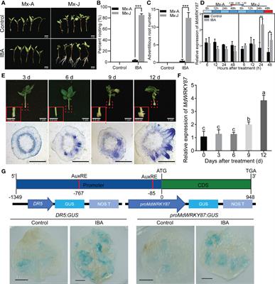 Integrated transgene and transcriptome reveal the molecular basis of MdWRKY87 positively regulate adventitious rooting in apple rootstock